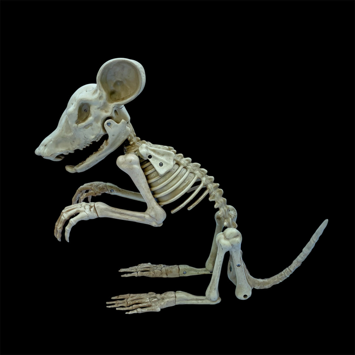 ネズミ★マウス★mouse★スケルトン★skeleton★骸骨★ドクロ★骨★フィギュア★トーキング★Halloween★ハロウィン