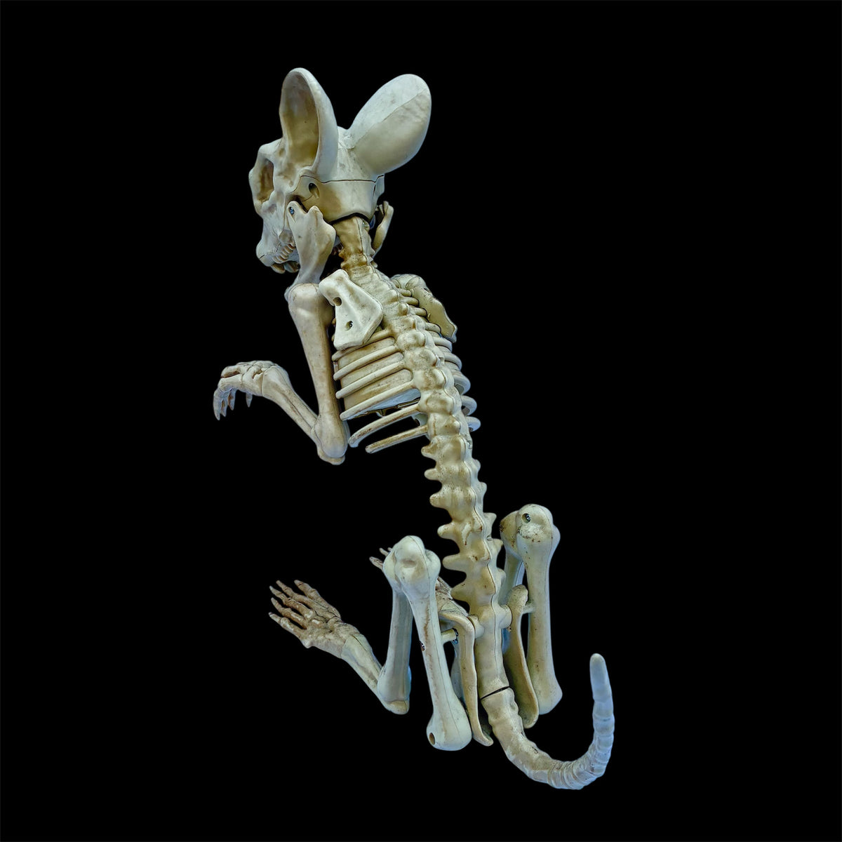 ネズミ★マウス★mouse★スケルトン★skeleton★骸骨★ドクロ★骨★フィギュア★トーキング★Halloween★ハロウィン