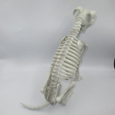 HALLOWEEN★Halloween★Skeleton★DOG★Dog★Bone★Halloween display★Skull★Skull★ 